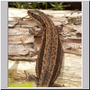 Zootoca vivipara - Waldeidechse 02.jpg